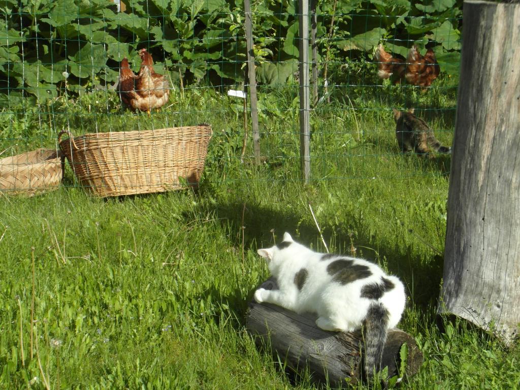 Farm Kosir Villa Kranjska Gora Ngoại thất bức ảnh